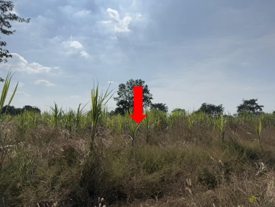 รูปที่ดินว่างเปล่า สระพัง บ้านแท่น ชัยภูมิ