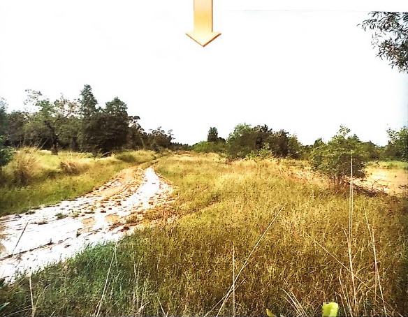 รูปที่ดินว่างเปล่า ศรีสงคราม ศรีสงคราม นครพนม