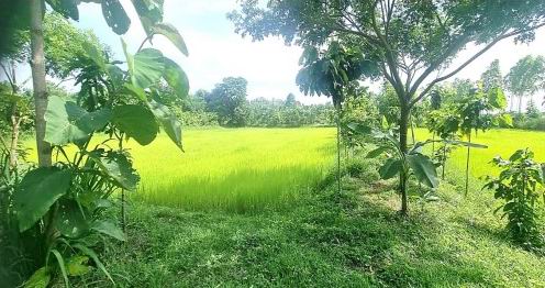 รูปที่ดินว่างเปล่า หัวงัว ยางตลาด กาฬสินธุ์