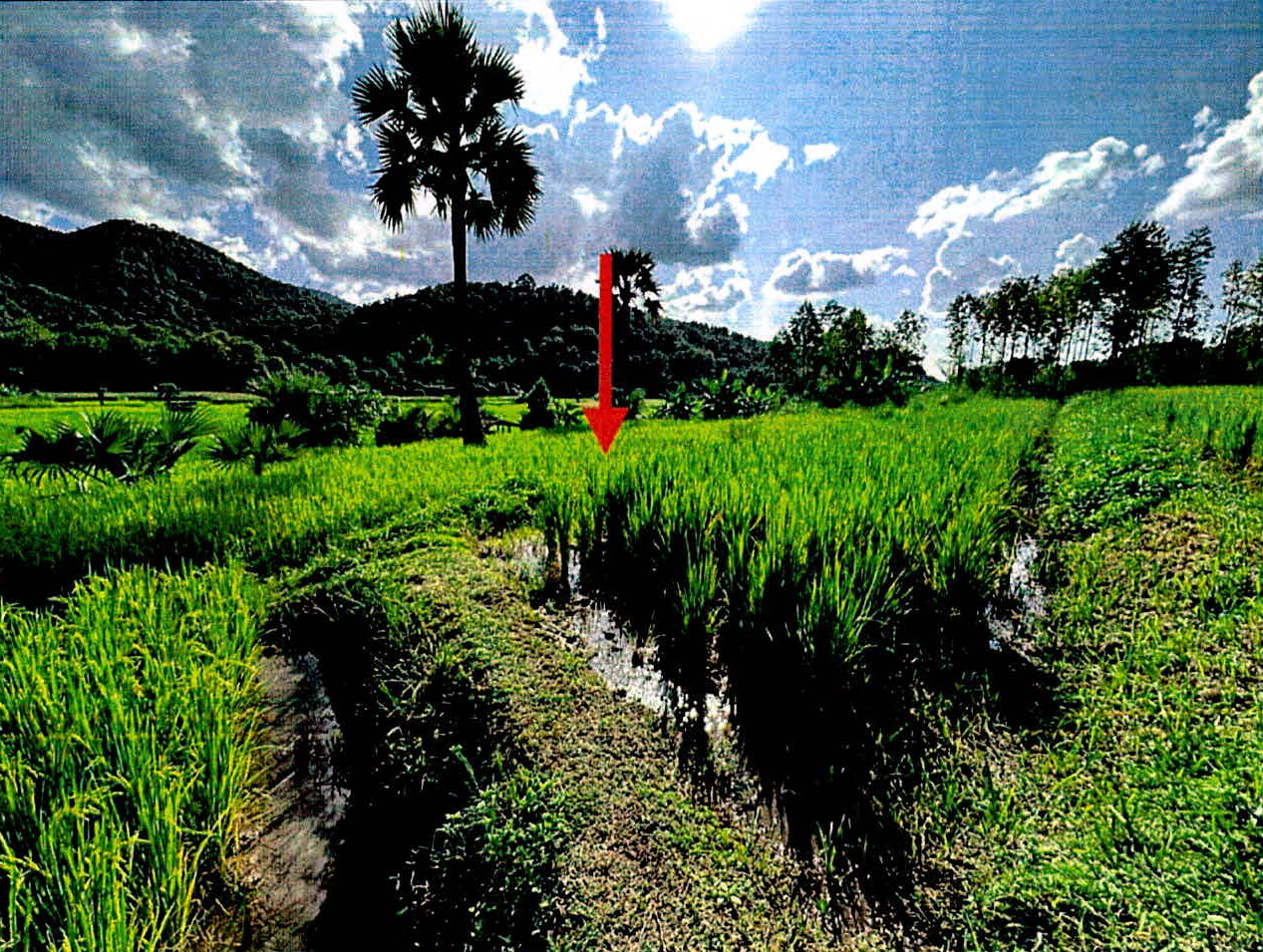 รูปที่ดินว่างเปล่า ดอนไฟ แม่ทะ ลำปาง