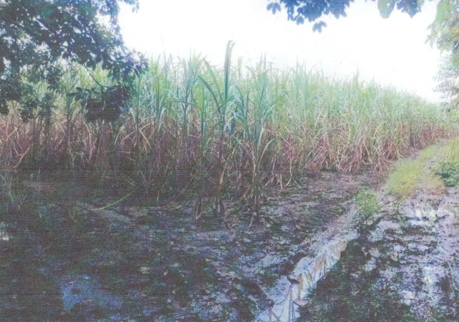 รูปที่ดินว่างเปล่า หนองหญ้าปล้อง วังสะพุง เลย