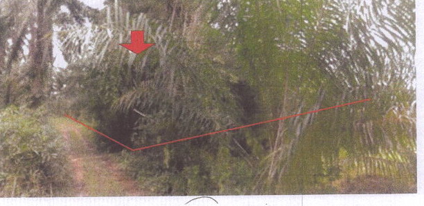 รูปที่ดินว่างเปล่า ทรายขาว คลองท่อม กระบี่