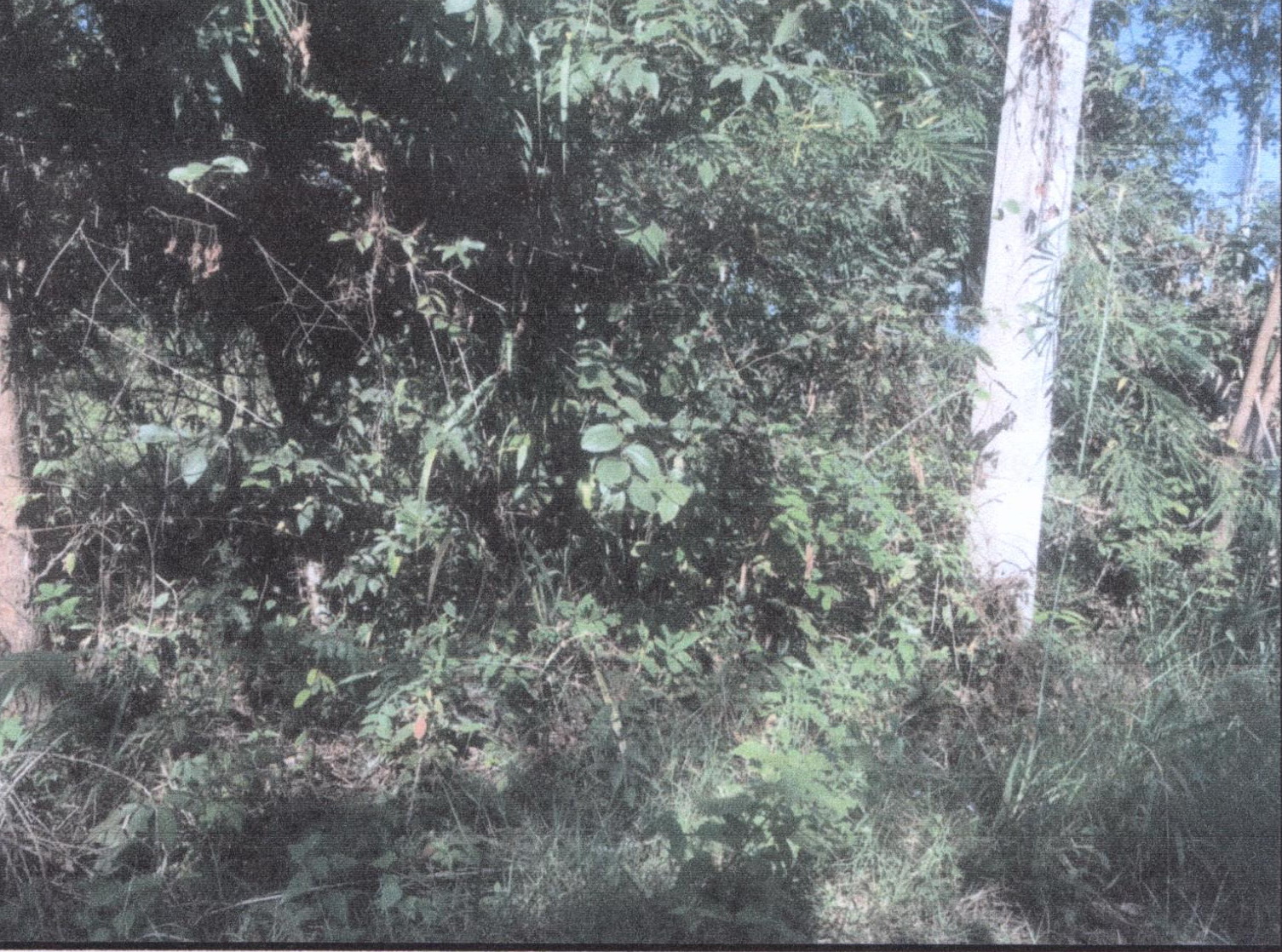 รูปที่ดินว่างเปล่า โพนแพง อากาศอำนวย สกลนคร