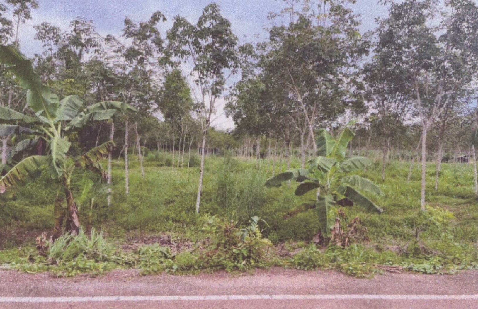 รูปที่ดินว่างเปล่า บ้านนา ปะเหลียน ตรัง