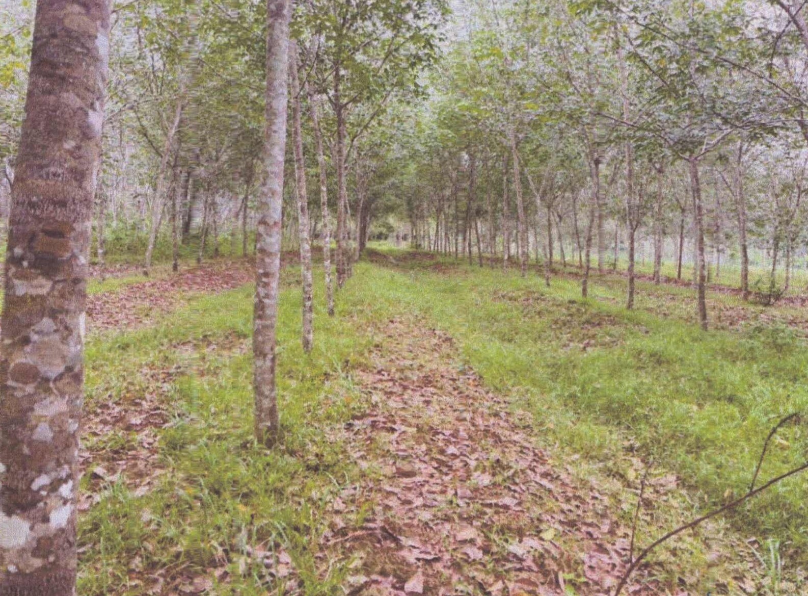 รูปที่ดินว่างเปล่า บ้านนา ปะเหลียน ตรัง