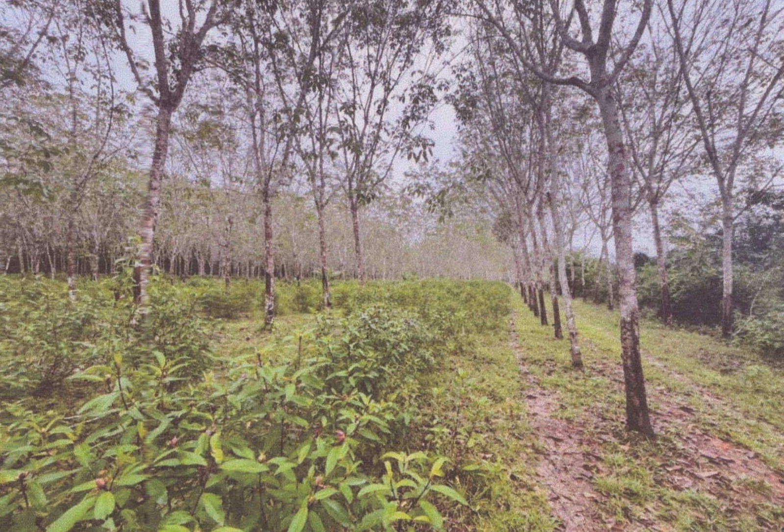 รูปที่ดินว่างเปล่า ปะเหลียน ปะเหลียน ตรัง
