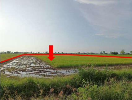 รูปที่ดินว่างเปล่า มะตูม พรหมพิราม พิษณุโลก