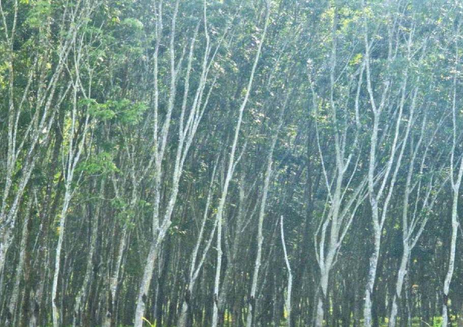 รูปที่ดินว่างเปล่า คลองเส ถ้ำพรรณรา นครศรีธรรมราช