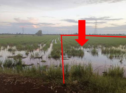 รูปที่ดินว่างเปล่า มะตูม พรหมพิราม พิษณุโลก