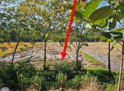 รูปที่ดินว่างเปล่า ท่าสาย เมืองเชียงราย เชียงราย