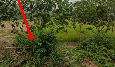 รูปที่ดินว่างเปล่า ท่าสาย เมืองเชียงราย เชียงราย