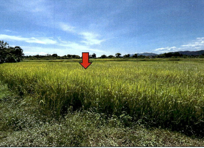 รูปที่ดินว่างเปล่า วังธง เมืองแพร่ แพร่