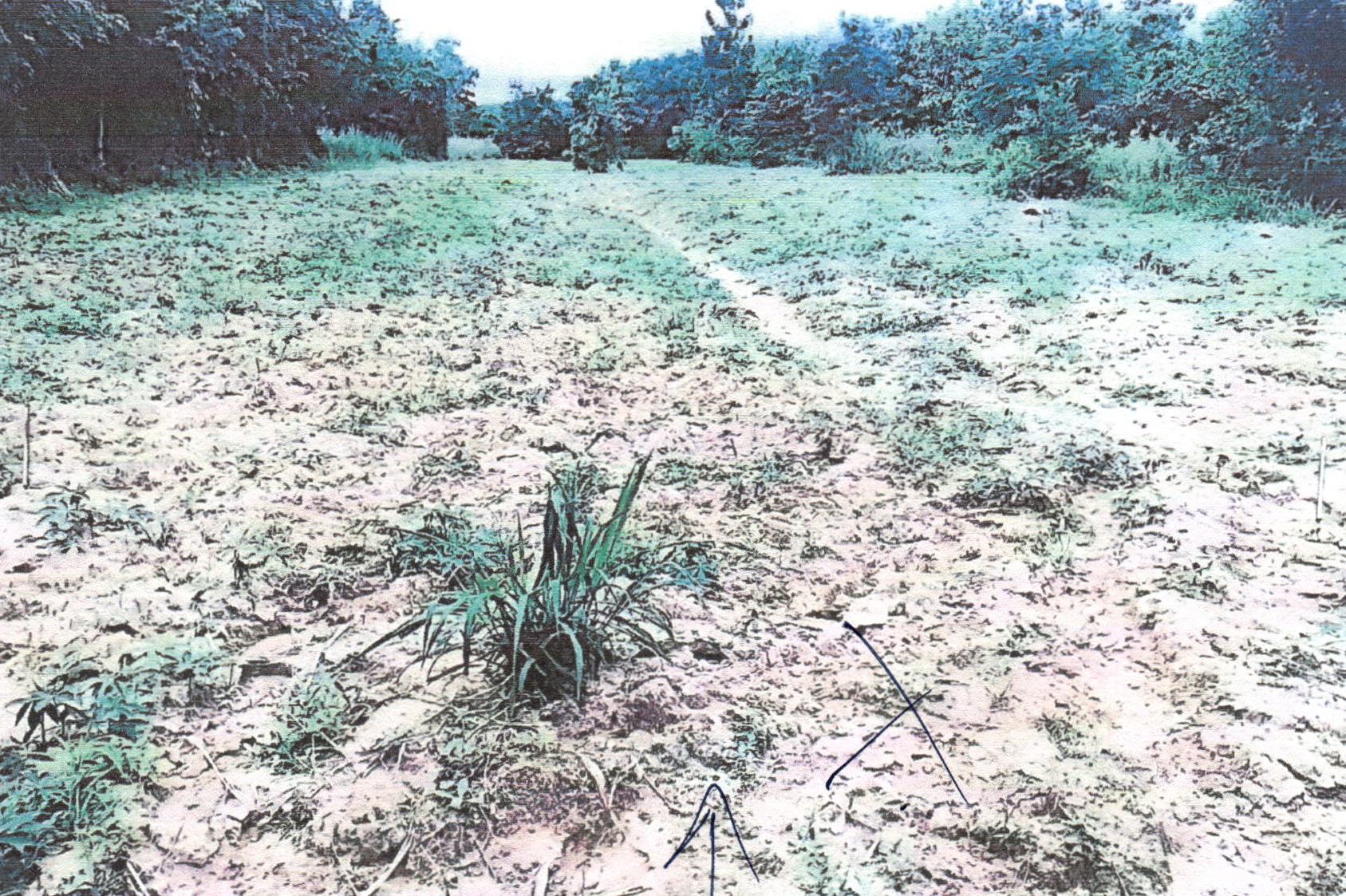 รูปที่ดินว่างเปล่า โคกขมิ้น วังสะพุง เลย