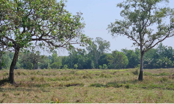 รูปที่ดินว่างเปล่า ไร่น้อย เมืองอุบลราชธานี อุบลราชธานี
