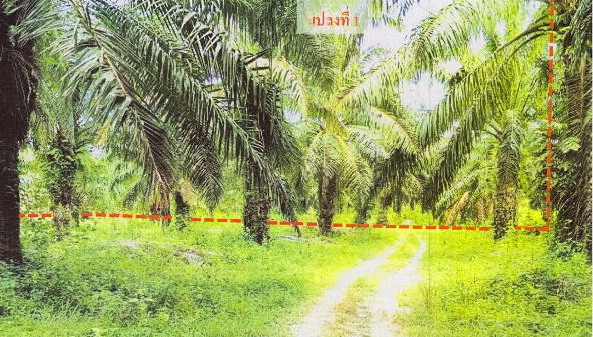รูปที่ดินว่างเปล่า เกาะกลาง เกาะลันตา กระบี่