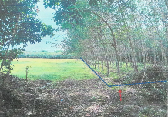 รูปที่ดินว่างเปล่า ท่าศาลา ท่าศาลา นครศรีธรรมราช