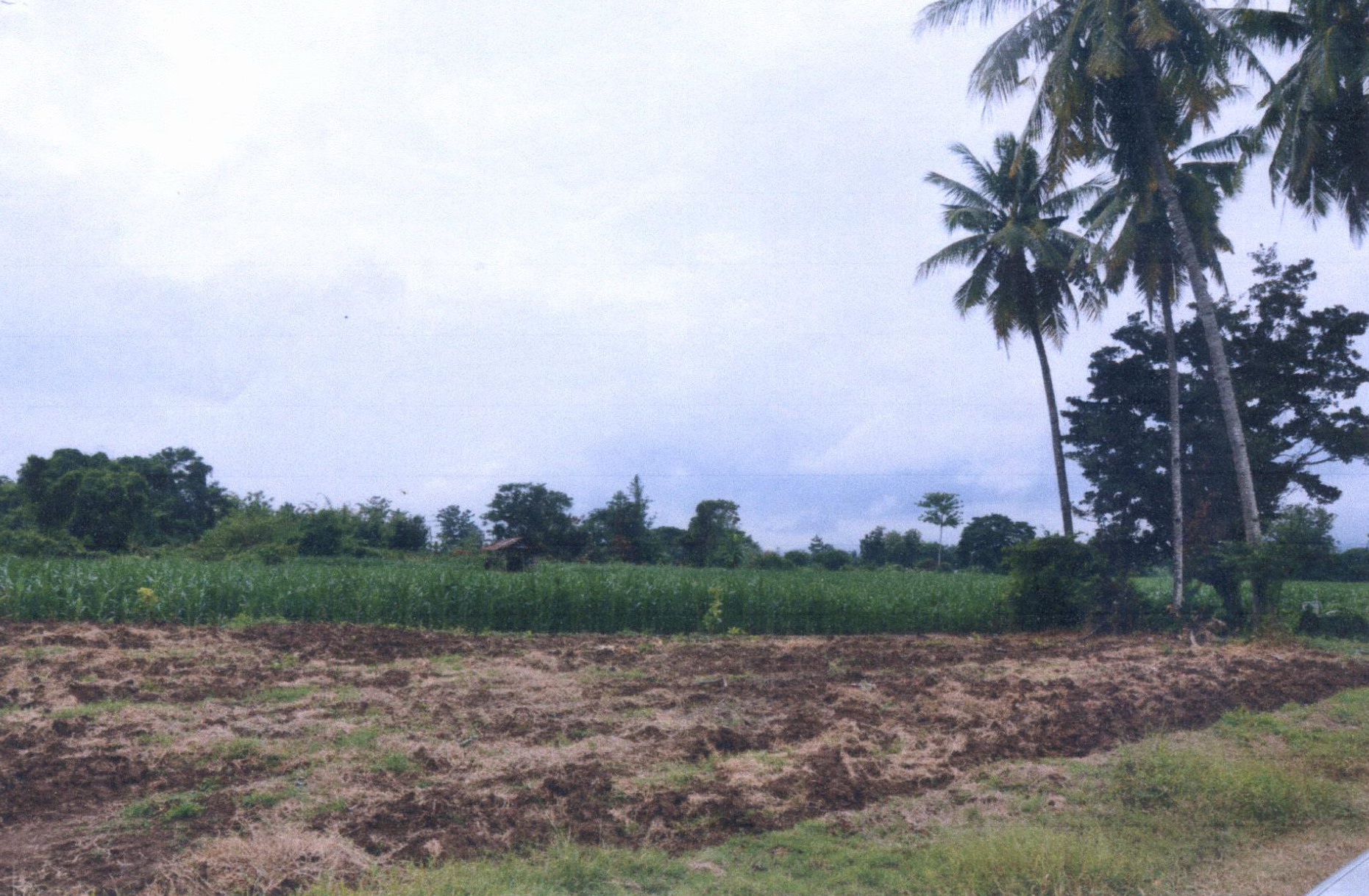 รูปที่ดินว่างเปล่า ทุ่งกวาว เมืองแพร่ แพร่