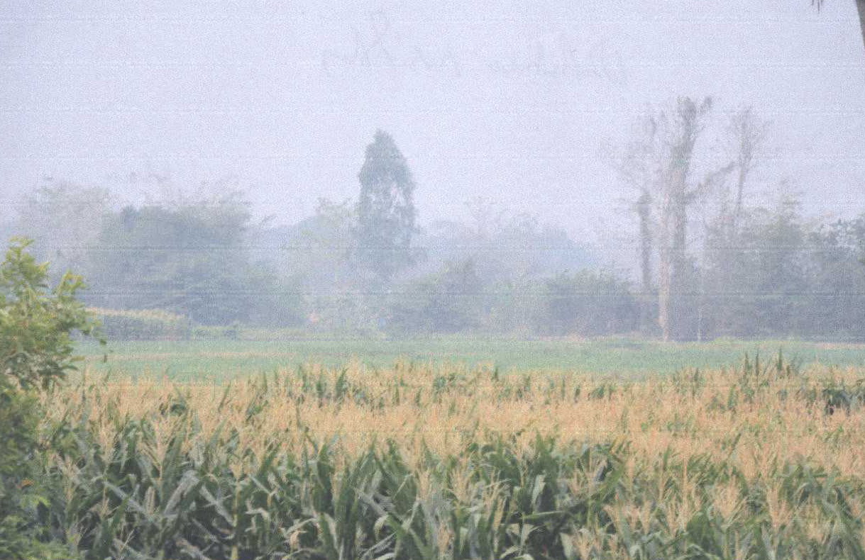 รูปที่ดินว่างเปล่า ทุ่งกวาว เมืองแพร่ แพร่