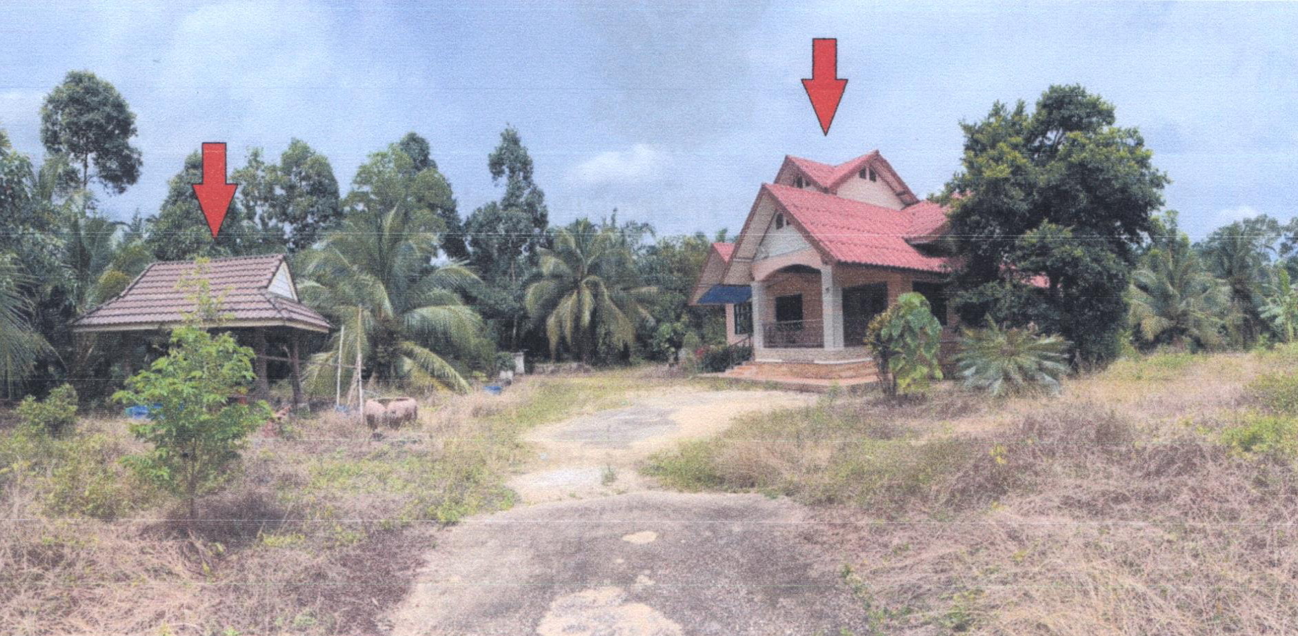 รูปที่ดินพร้อมสิ่งปลูกสร้าง เลม็ด ไชยา สุราษฎร์ธานี
