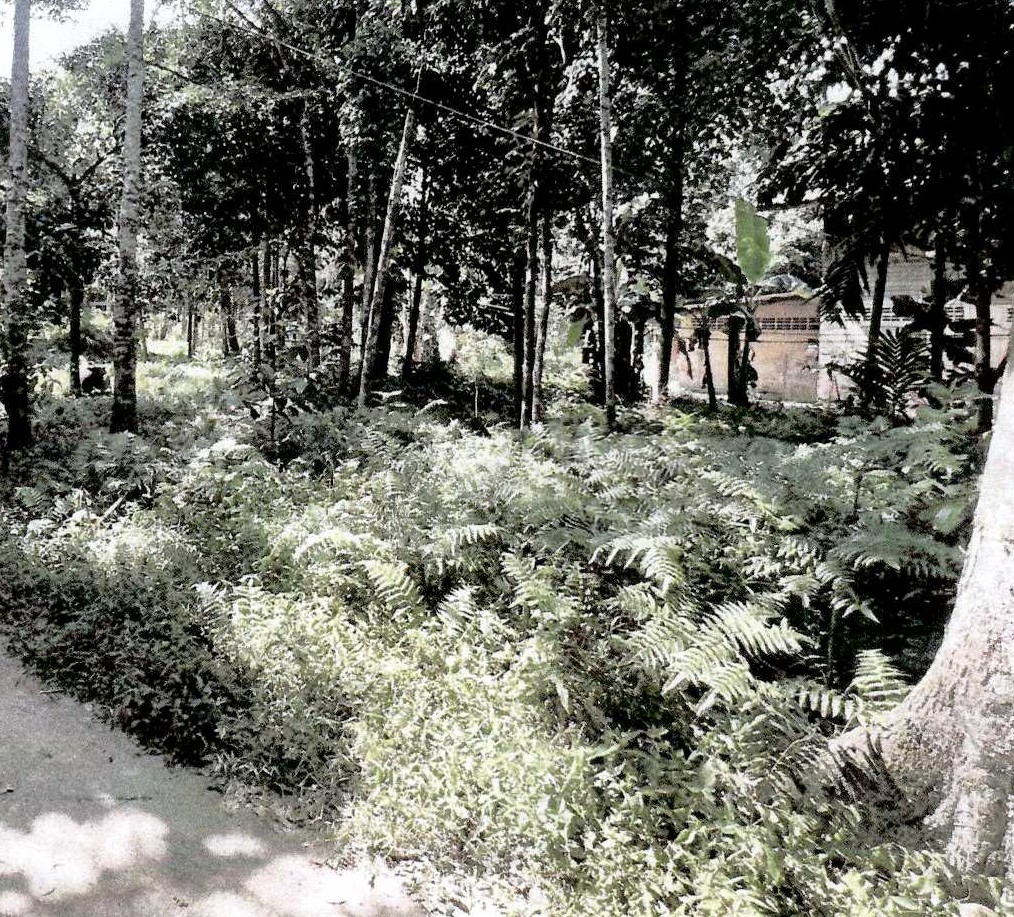 รูปที่ดินว่างเปล่า เขาแก้ว ลานสกา นครศรีธรรมราช
