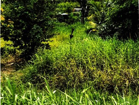 รูปที่ดินว่างเปล่า ถอนสมอ ท่าช้าง สิงห์บุรี