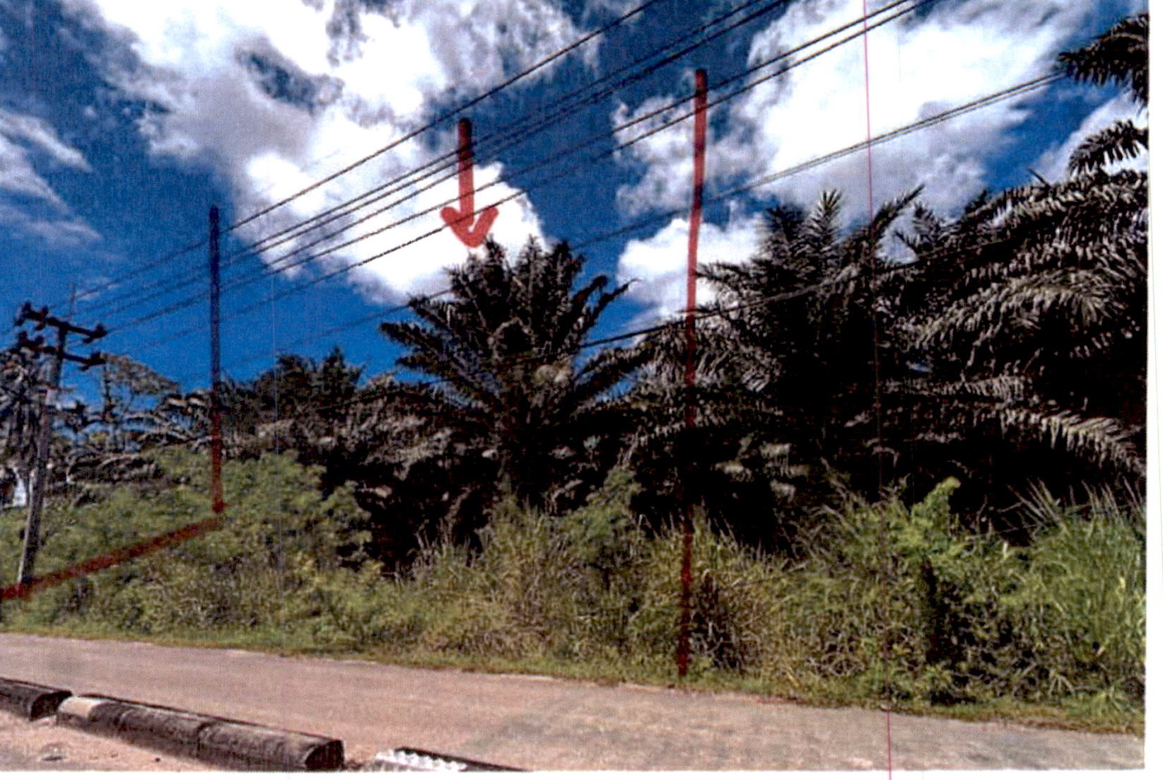 รูปที่ดินว่างเปล่า พะแสง บ้านตาขุน สุราษฎร์ธานี