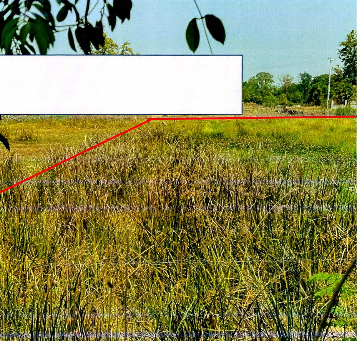 รูปที่ดินว่างเปล่า สำโรง เมืองสุรินทร์ สุรินทร์