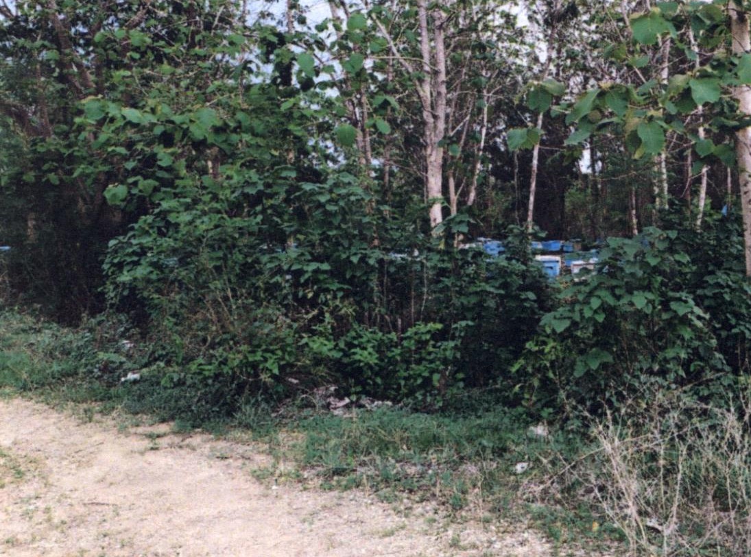 รูปที่ดินว่างเปล่า วังธง เมืองแพร่ แพร่
