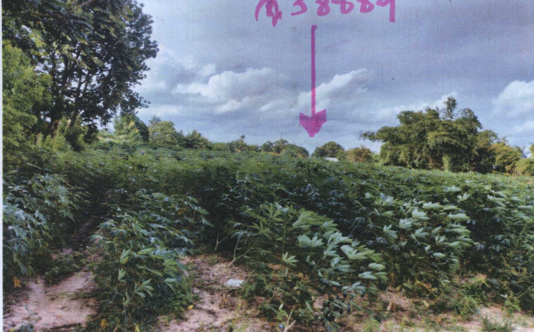 รูปที่ดินว่างเปล่า ท่าอ่าง โชคชัย นครราชสีมา
