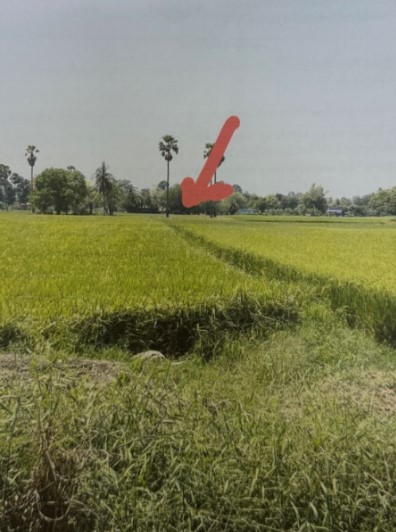 รูปที่ดินว่างเปล่า ท่าตาล บางกระทุ่ม พิษณุโลก