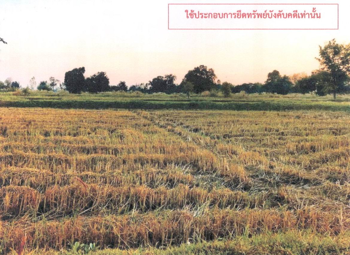 รูปที่ดินว่างเปล่า นาเชือก ยางตลาด กาฬสินธุ์