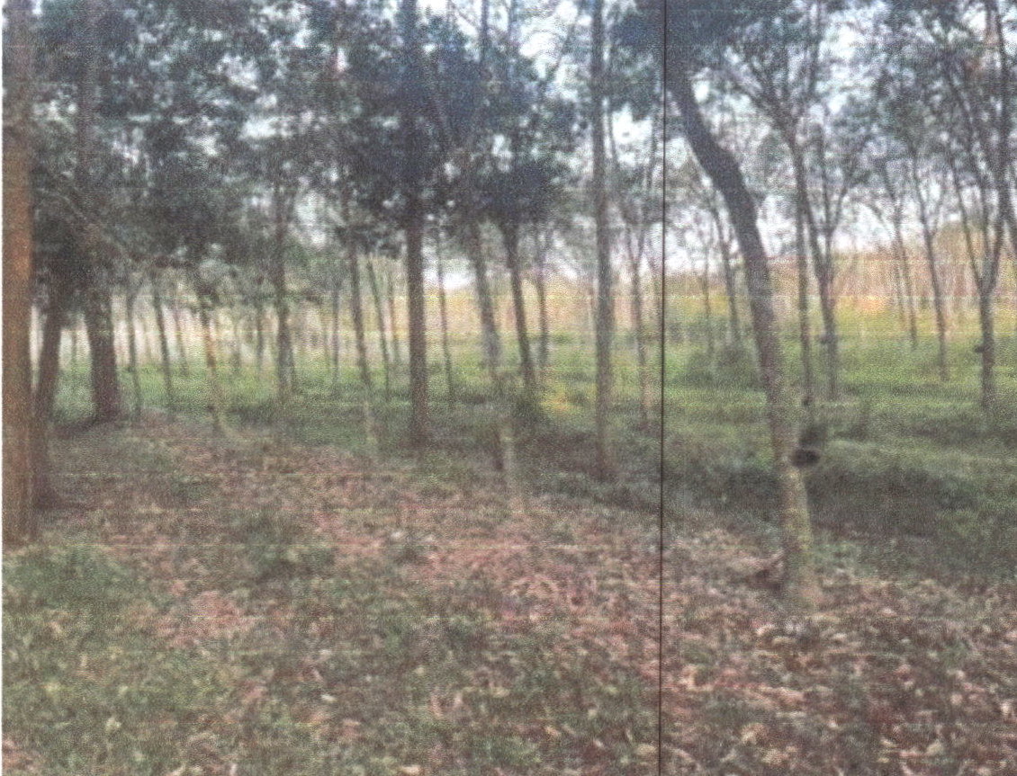 รูปที่ดินว่างเปล่า คลองใหญ่ ตะโหมด พัทลุง
