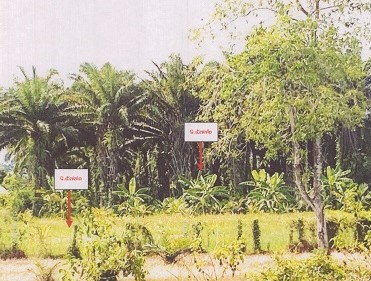 รูปที่ดินว่างเปล่า นาข้าวเสีย นาโยง ตรัง
