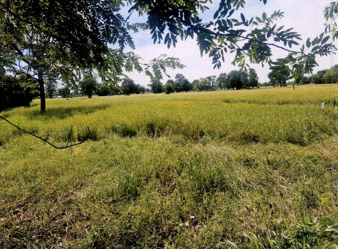 รูปที่ดินว่างเปล่า สระกำแพงใหญ่ อุทุมพรพิสัย ศรีสะเกษ