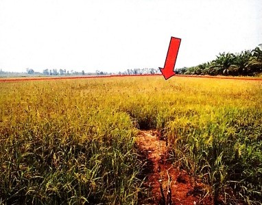 รูปที่ดินว่างเปล่า ทับยายเชียง พรหมพิราม พิษณุโลก