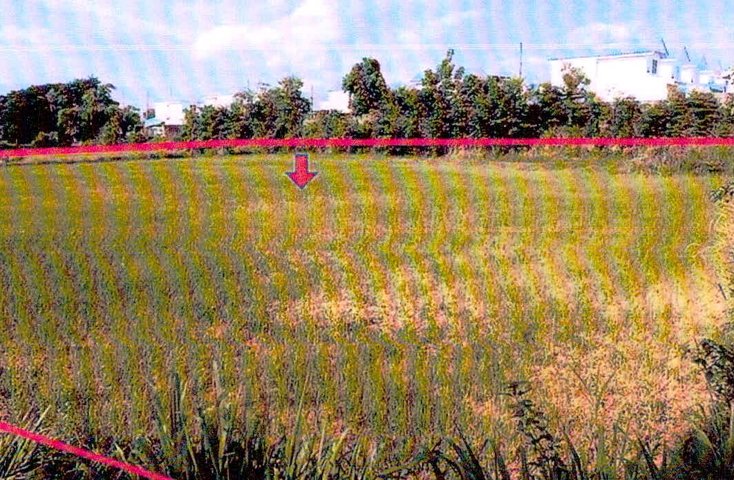 รูปที่ดินว่างเปล่า คำเนียม กันทรารมย์ ศรีสะเกษ