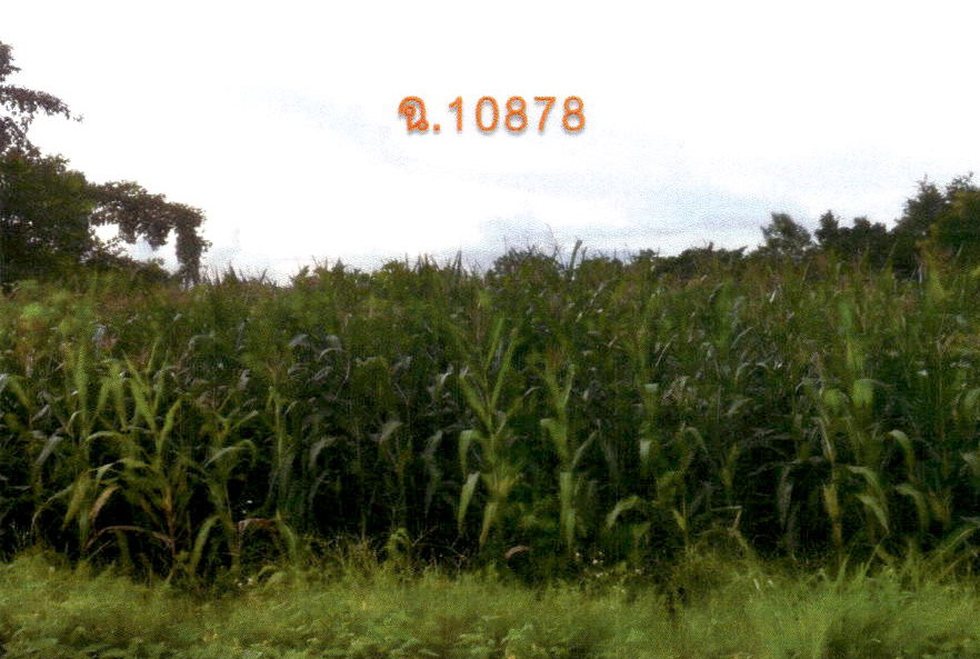 รูปที่ดินว่างเปล่า หนองม่วงไข่ หนองม่วงไข่ แพร่