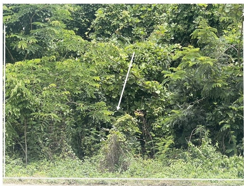 รูปที่ดินว่างเปล่า ห้วยสัก เมืองเชียงราย เชียงราย