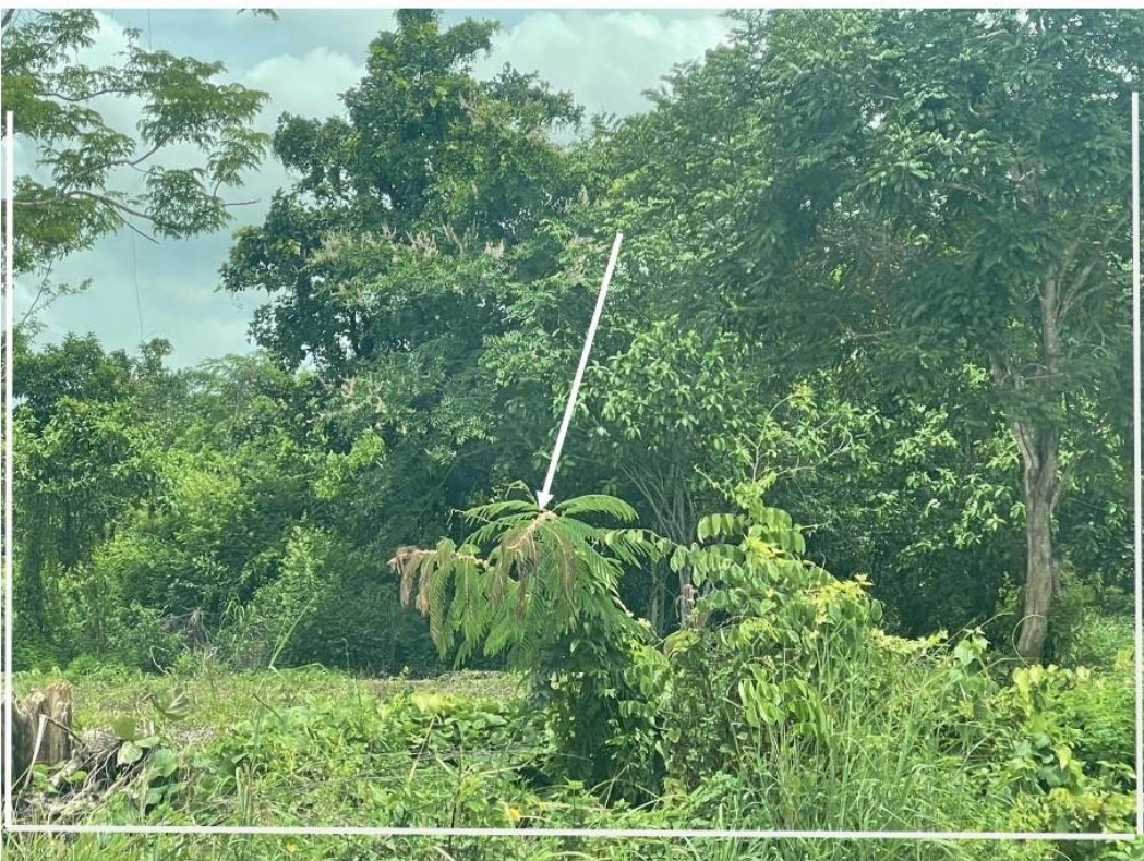 รูปที่ดินว่างเปล่า ห้วยสัก เมืองเชียงราย เชียงราย