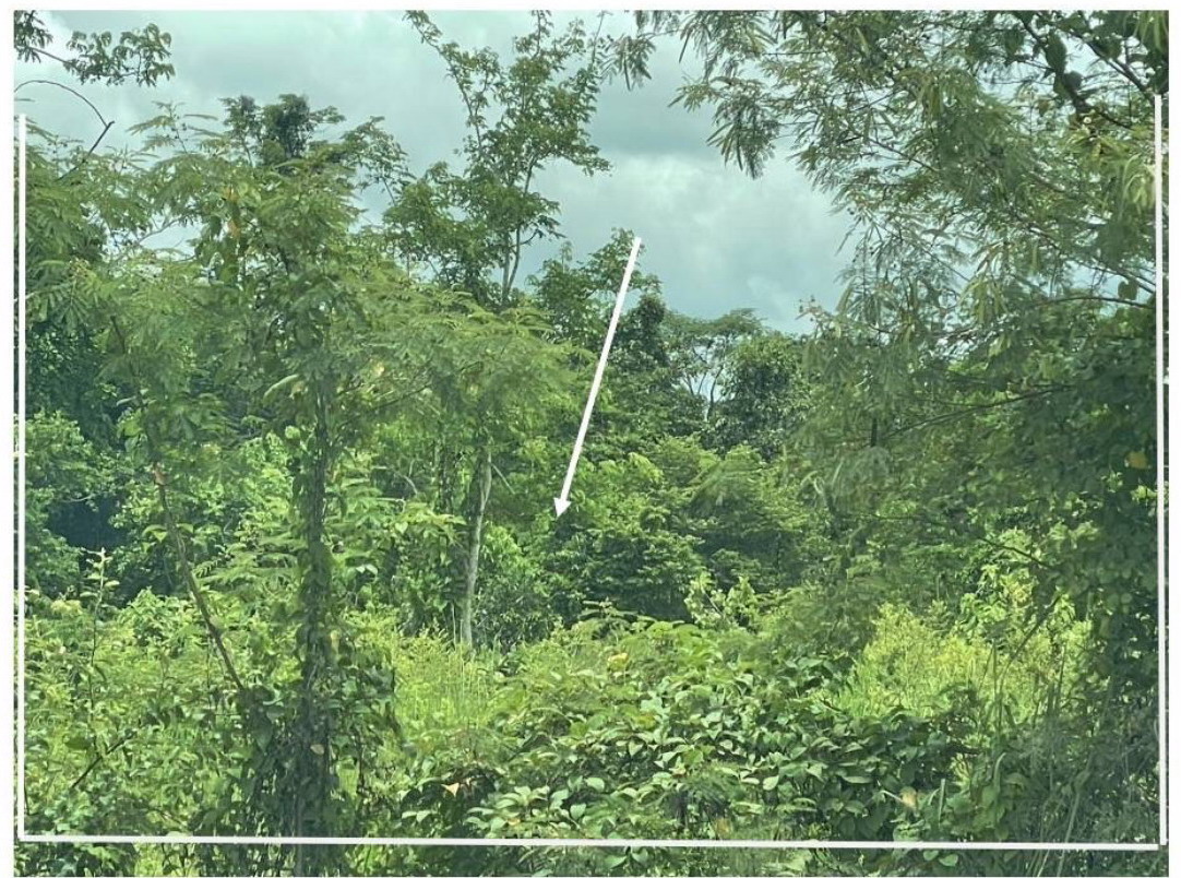 รูปที่ดินว่างเปล่า ห้วยสัก เมืองเชียงราย เชียงราย