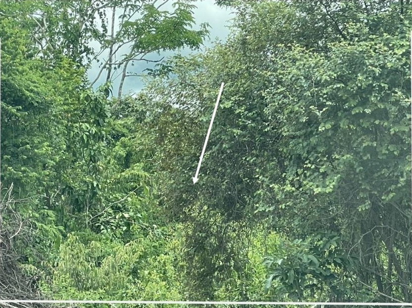 รูปที่ดินว่างเปล่า ห้วยสัก เมืองเชียงราย เชียงราย