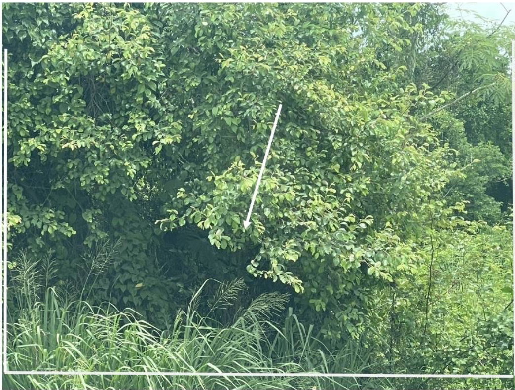 รูปที่ดินว่างเปล่า ห้วยสัก เมืองเชียงราย เชียงราย