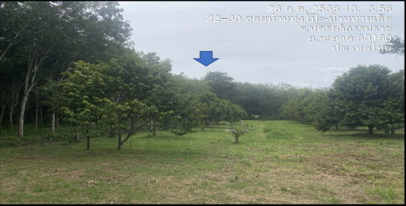 รูปที่ดินว่างเปล่า ควนหนองหงษ์ ชะอวด นครศรีธรรมราช