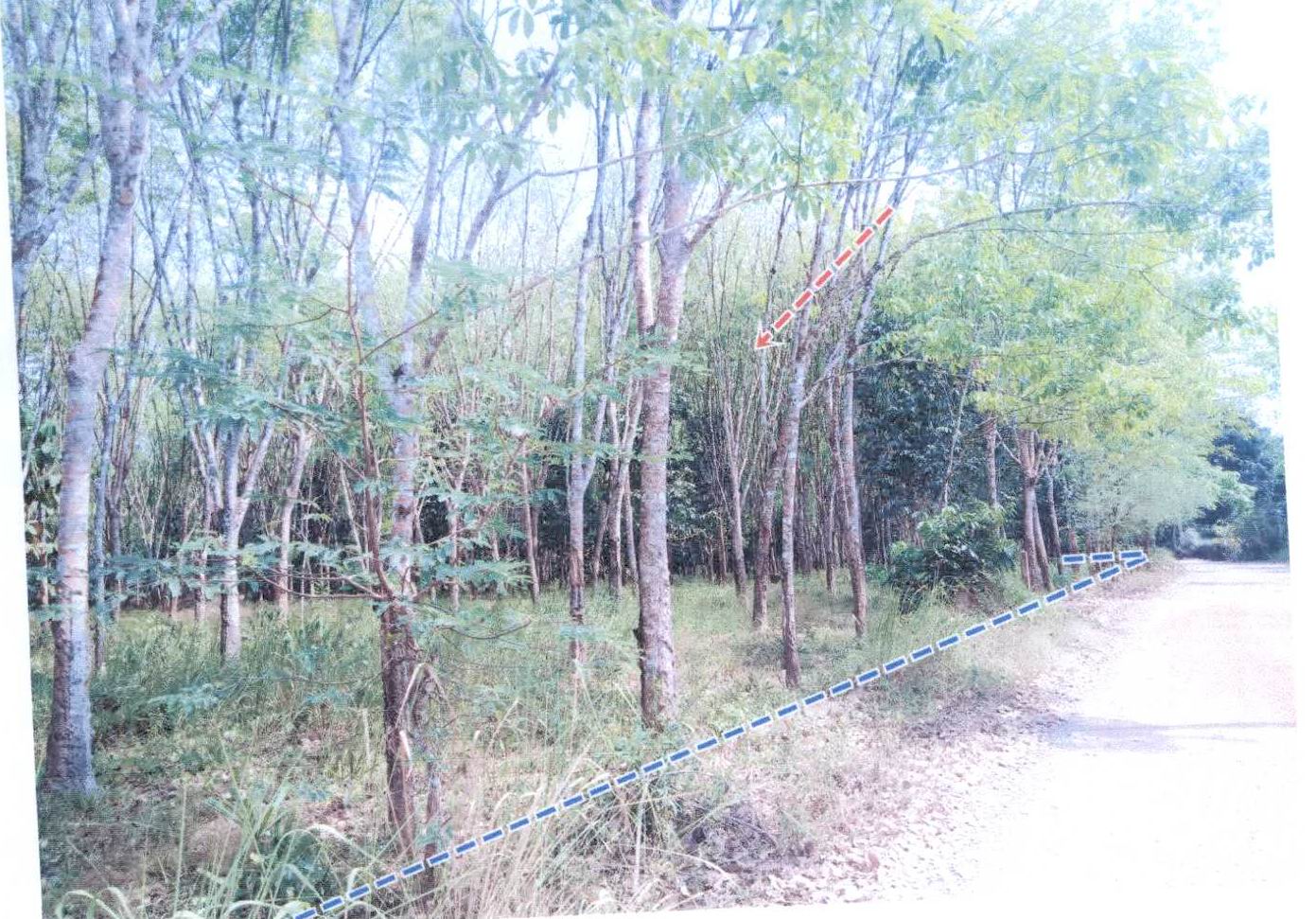 รูปที่ดินว่างเปล่า เขาโร ทุ่งสง นครศรีธรรมราช