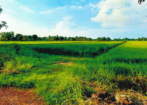 รูปที่ดินว่างเปล่า วัดพริก เมืองพิษณุโลก พิษณุโลก