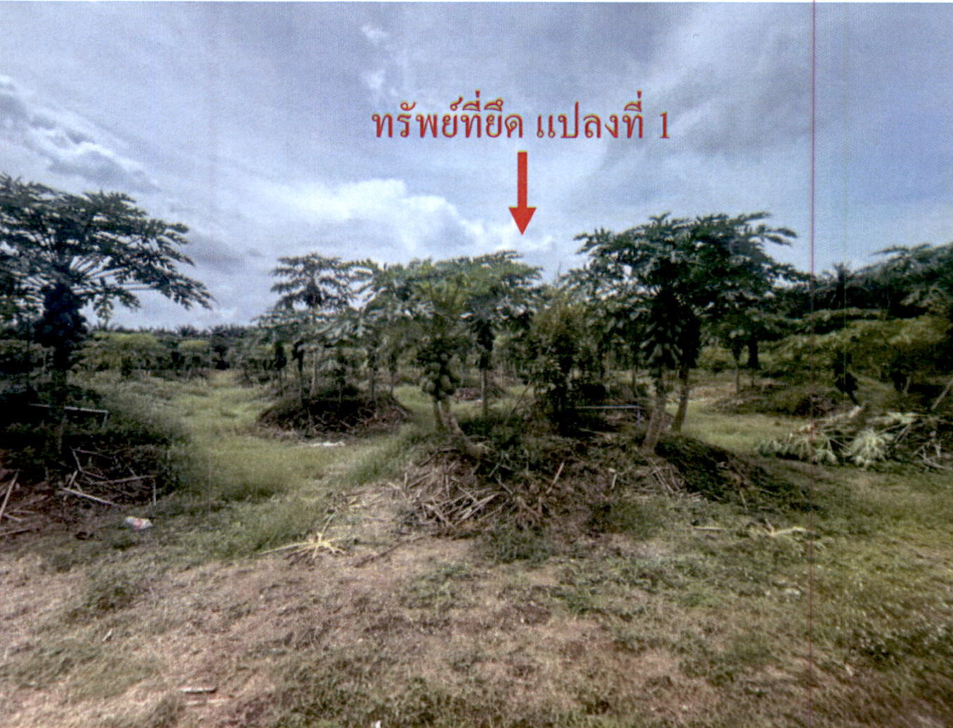 รูปที่ดินว่างเปล่า หนองไทร พุนพิน สุราษฎร์ธานี