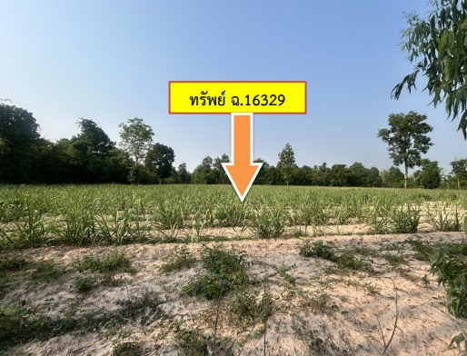 รูปที่ดินว่างเปล่า ศรีสมเด็จ สมเด็จ กาฬสินธุ์