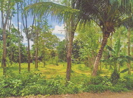 รูปที่ดินว่างเปล่า นาโยงใต้ เมืองตรัง ตรัง