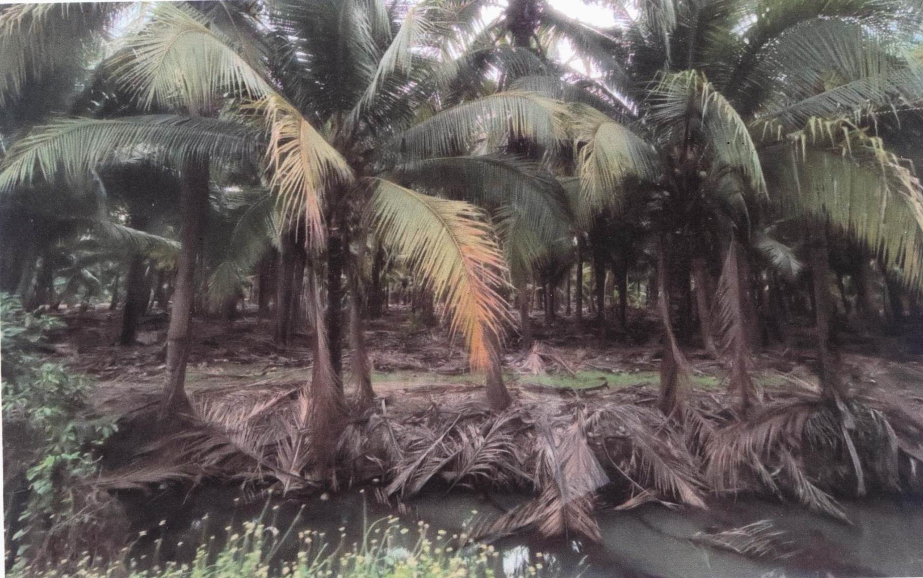 รูปที่ดินว่างเปล่า คุ้งน้ำวน เมืองราชบุรี ราชบุรี