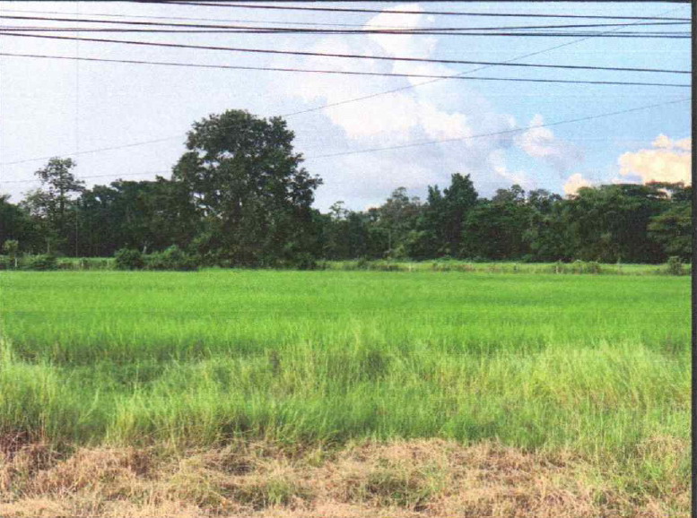 รูปที่ดินว่างเปล่า ช้างมิ่ง พรรณานิคม สกลนคร